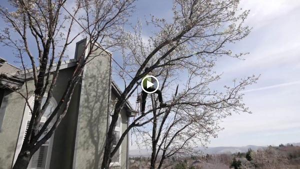 American Arborists
