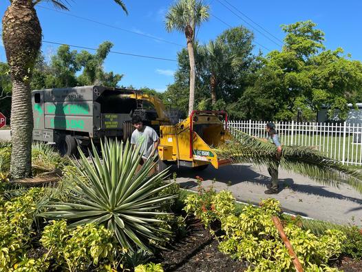 Davie Tree Service