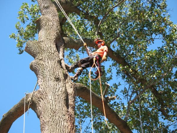Davie Tree Service