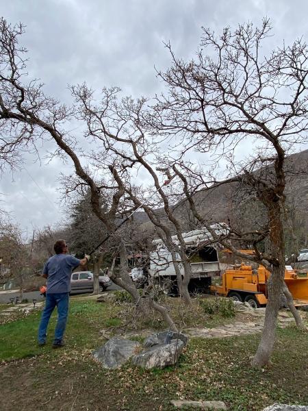 Steve's Tree Service Inc