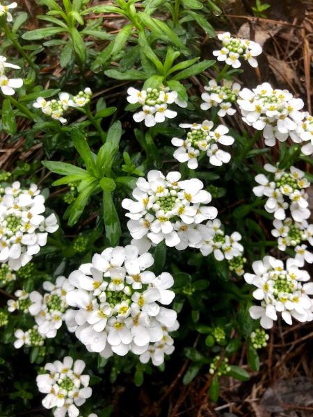 Heirloom Landscapes