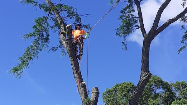Flight Tree Service Inc