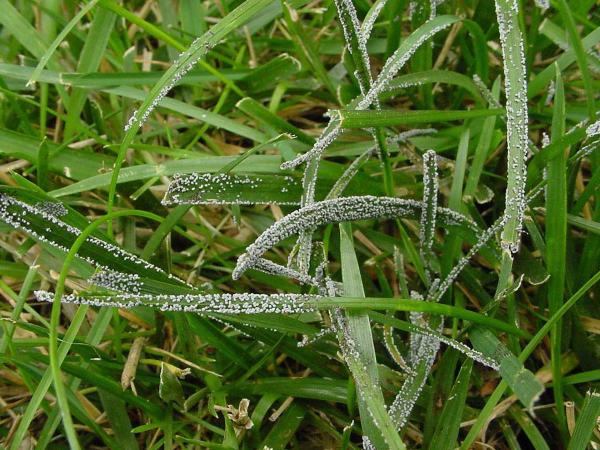Green Magic Lawn and Landscape