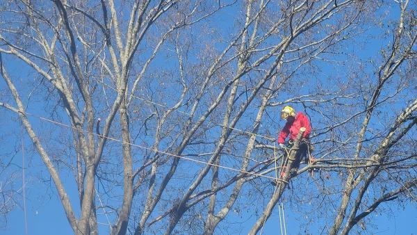 Elegant Tree Service LLC