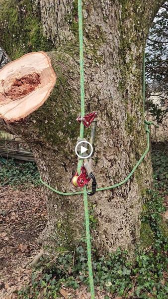 Elegant Tree Service LLC