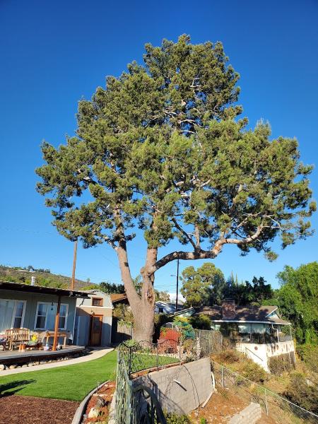 Environmental Tree Care