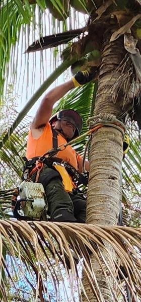 Davie Florida Tree Service