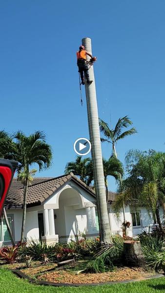 Davie Florida Tree Service
