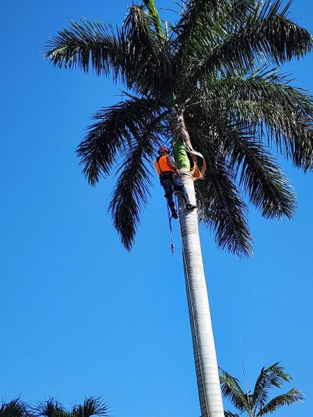 Davie Florida Tree Service