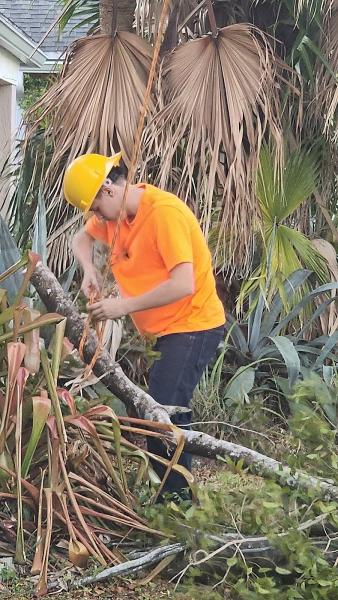 Davie Florida Tree Service