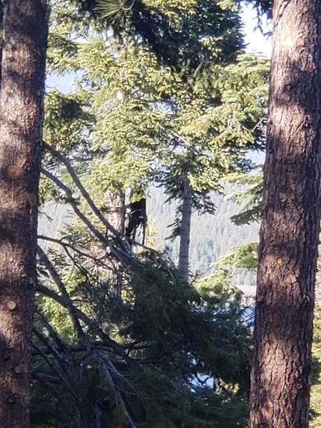 Sean Gannon Tree Service