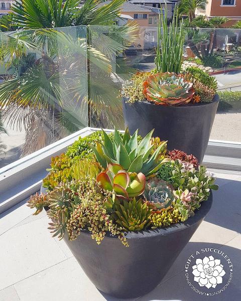 Gift A Succulent