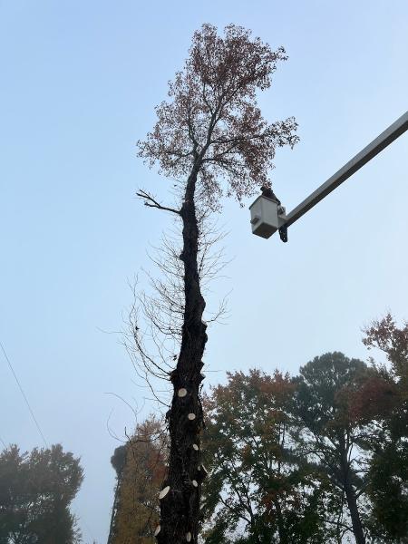 Harding Tree Expert