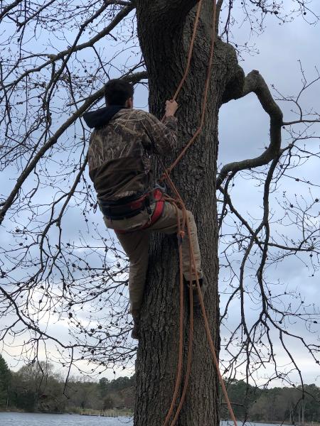 Harding Tree Expert