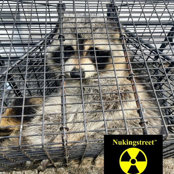Nukingstreet Pest & Wildlife Control LLC