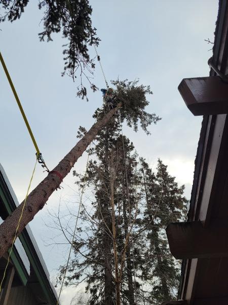 Apex Tree Care