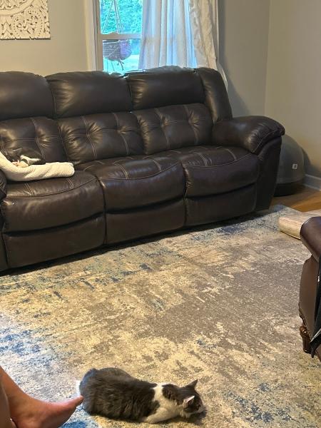 Angel's Touch Carpet Cleaning