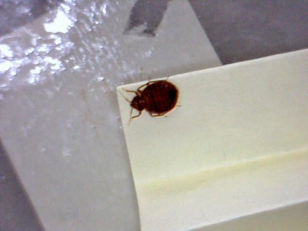 Alpha Bed Bug Exterminator NYC