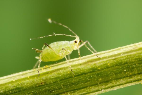 Maxus Pest Control