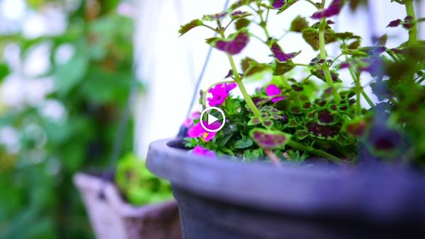 Emerald Landscape and Designs
