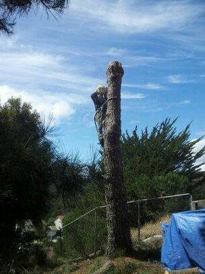 JC Tree Care & Landscape