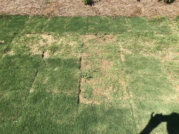 Ideal Lawn & Landscape