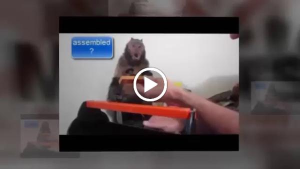 Swiftee Movers