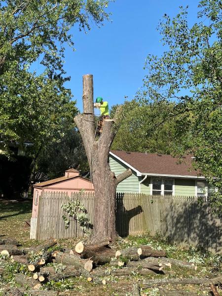 Chavez Tree Service