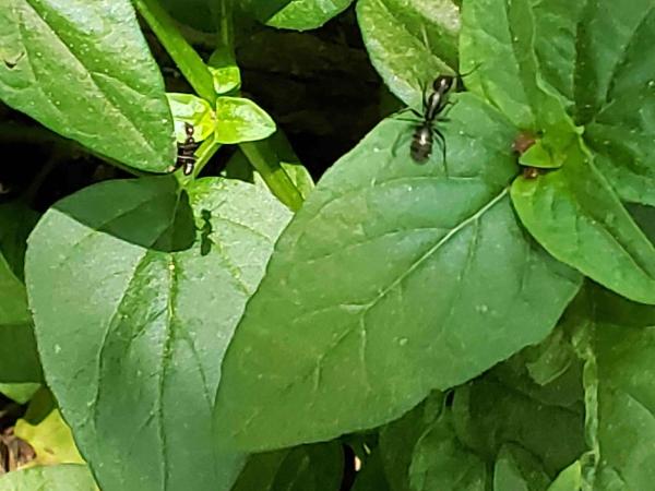 Ferrell and Sons Pest Control
