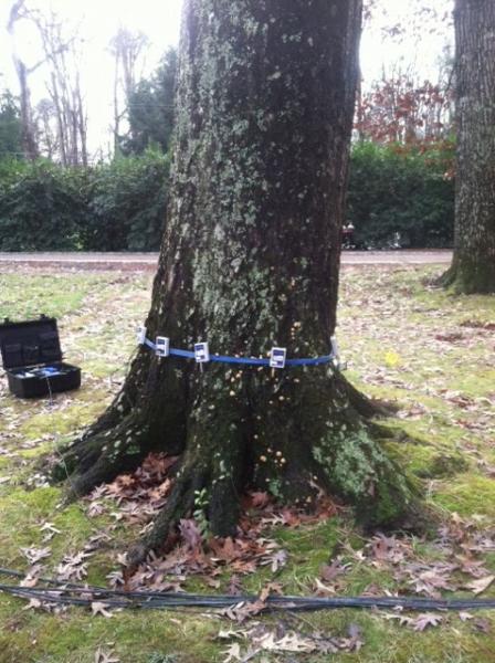 Arbormedics