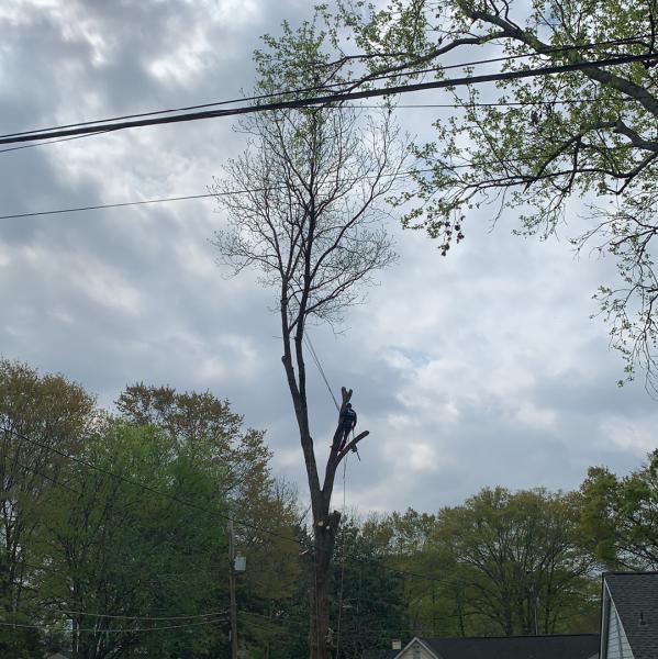 Rojas Tree Service