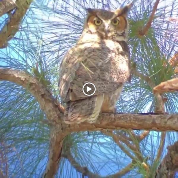 Signature Tree Care