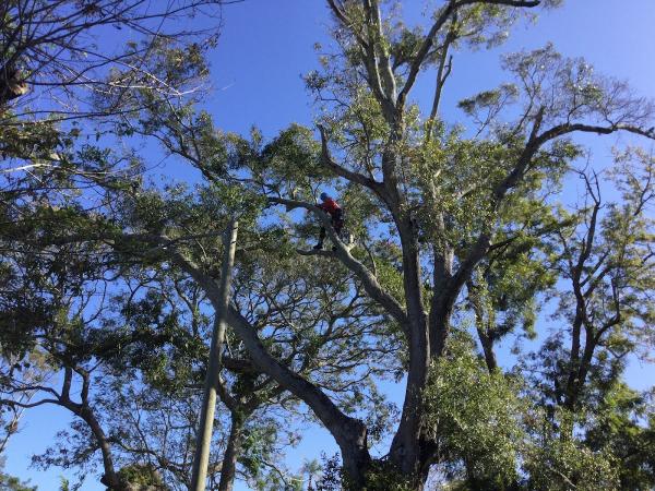 Peninsula Tree Service