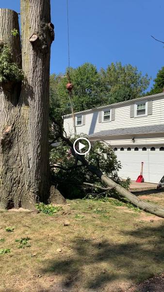 A&S Tree Service