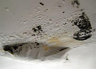 All Areas Mold Testing