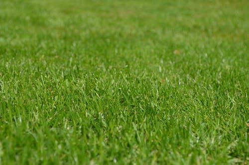 C & J Lawn Care Service