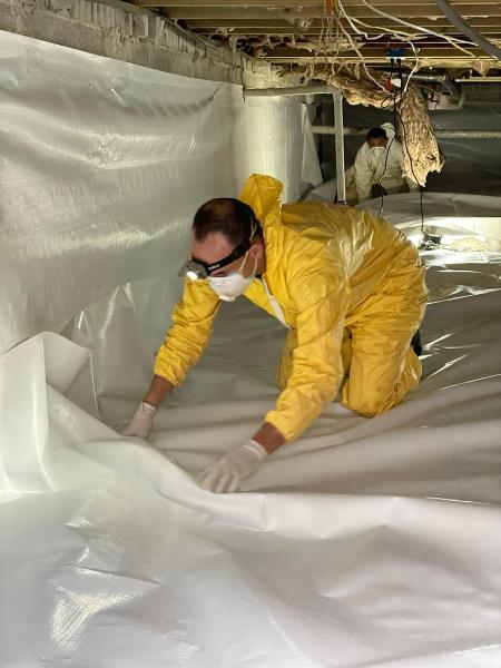Crawlspace Lizard