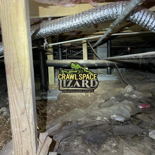 Crawlspace Lizard