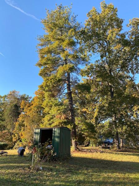 JJM Tree Service