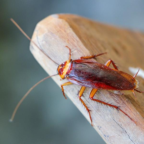 Pest Solutions Eco Friendly