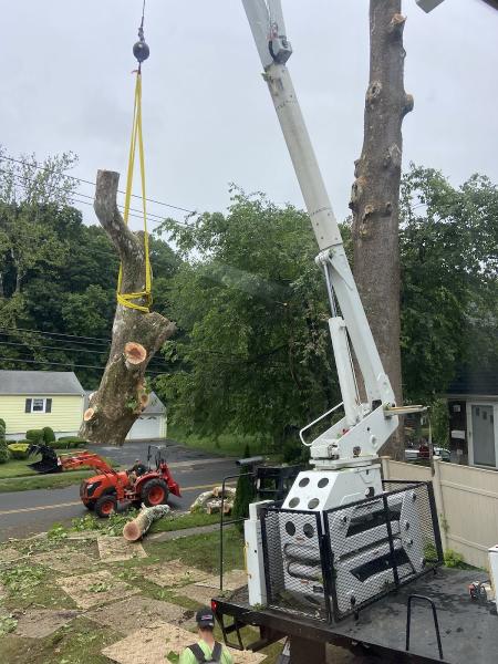 Northeast Tree Services