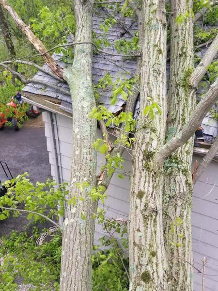 Northeast Tree Services