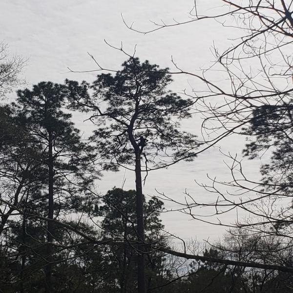 Arbor Tech Tree Care