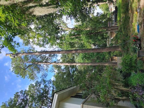 Recinos Tree Services LLC