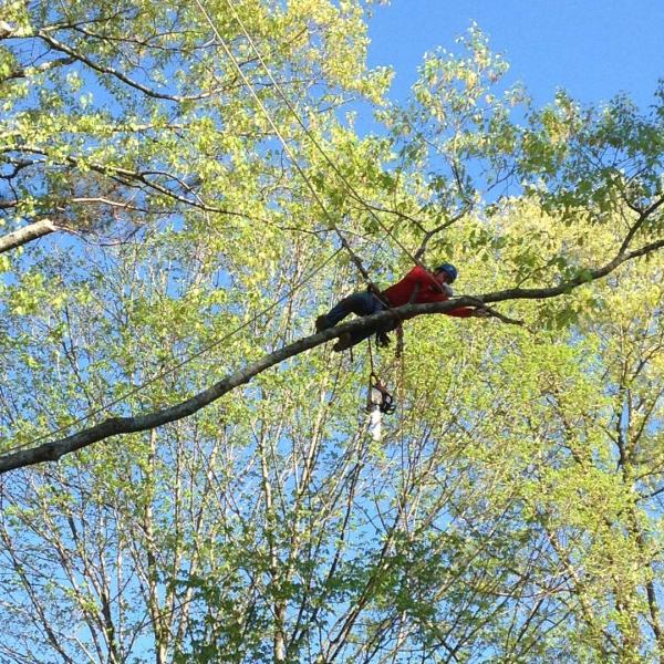 Total Tree Service