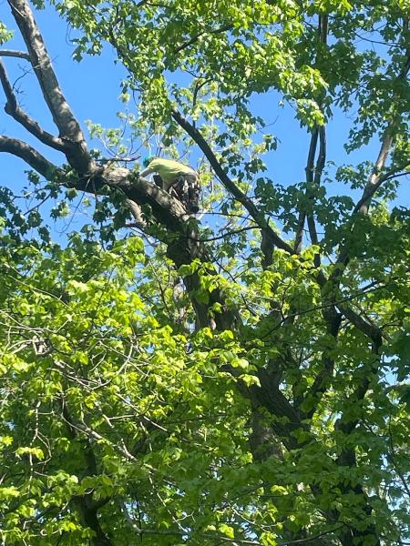 Ouellet Tree