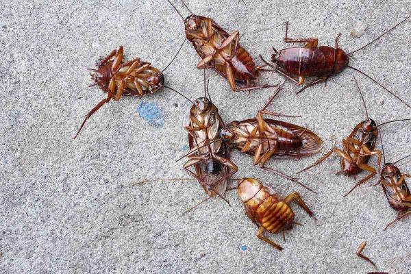 Ameritech Pest Control Services