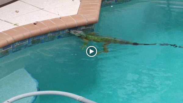 Iguana Control