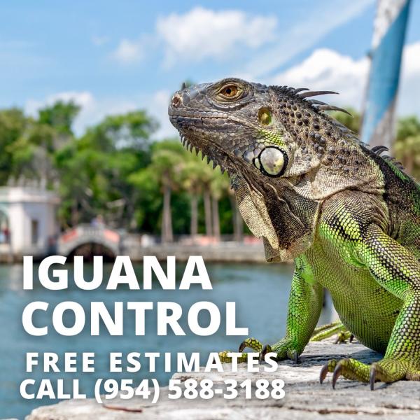 Iguana Control