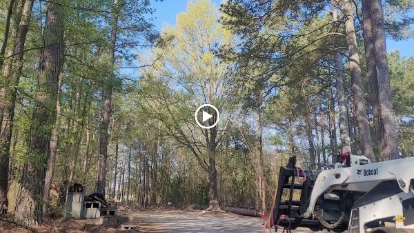 Precision Tree Trimming and Removal